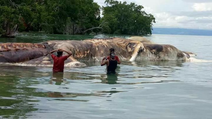 На берег Индонезии выбросило 35-тонное морское существо