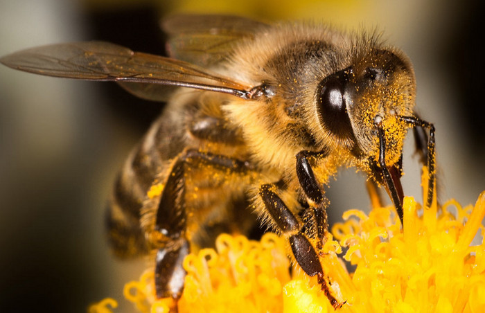 Найдены доказательства массового вымирания пчел и птиц