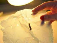 Обнаружены гусеницы, поглощающие пластик