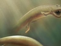Палеонтологи нашли «потерянное звено» эволюции