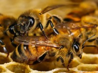 Во Франции в автокатастрофе погибло миллион пчел