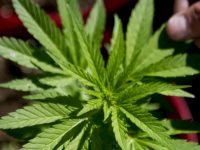 Польша легализовала медицинскую марихуану