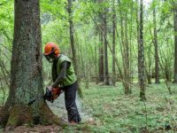 Польше угрожает штраф 100 тысяч евро в день за вырубку Беловежского леса