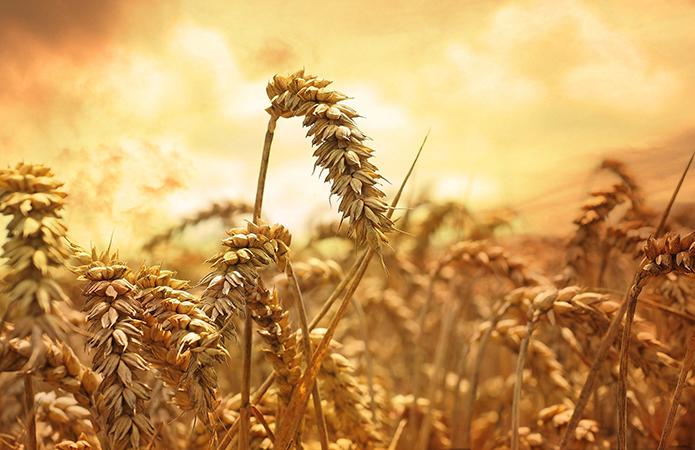 Благодаря сильному доллару Украина и Россия потеснили США на рынке пшеницы