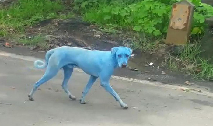 Раскрыта тайна индийских собак с синей шерстью