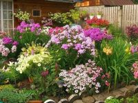 Бизнес идея: продажа многолетних цветущих растений для сада