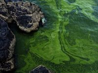 Рост и цветение водорослей в Аравийском море вызвано изменением климата