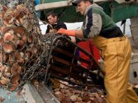Рыбакам Франции могут запретить ловлю гребешка из-за Brexit