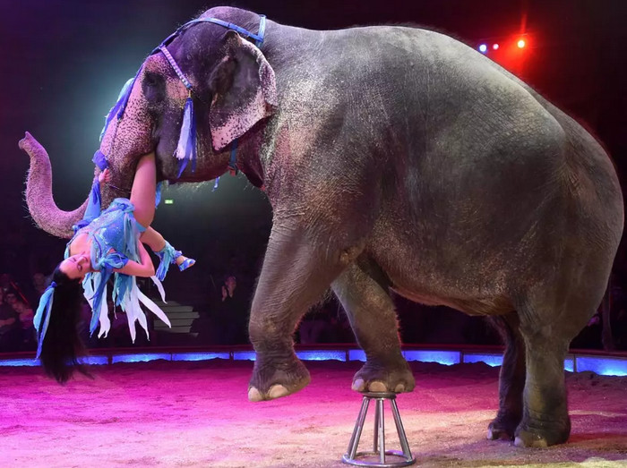 Шотландия запретила использование диких животных в передвижных цирках