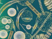 Спутник NASA подтвердил связь между изменением климата и развитие фитопланктона в океане