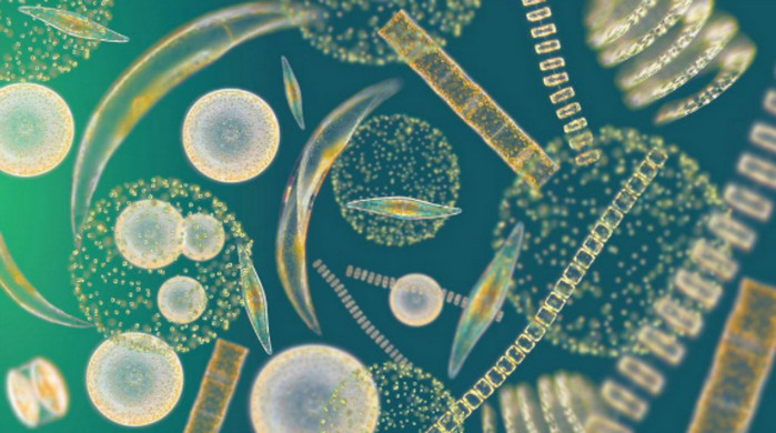Спутник NASA подтвердил связь между изменением климата и развитие фитопланктона в океане