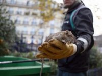 Столицу Франции атаковали полчища крыс