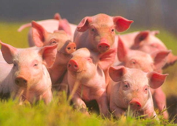 В России ввели запрет на украинскую свинину