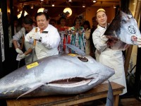 На аукционе в Японии продана рыба весом в 200 килограмм