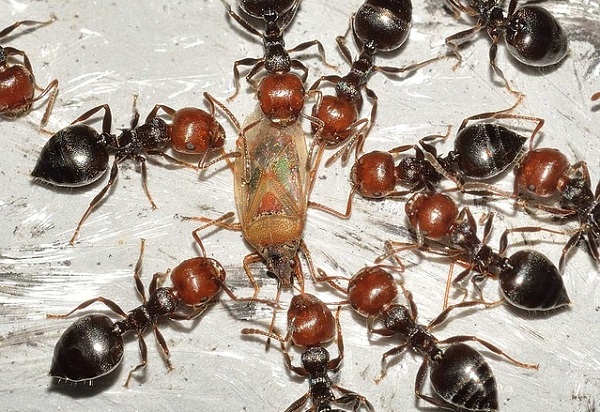 У Австралии огромные убытки из-за атаки красных огненных муравьев
