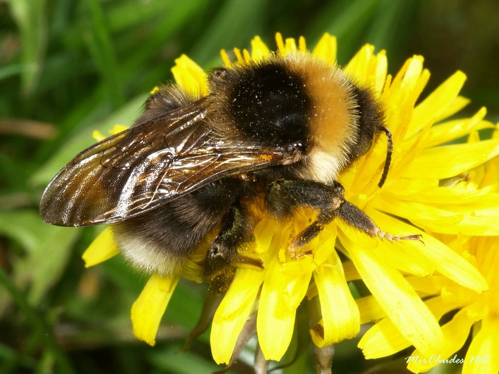 Шмель обыкновенный (Bombus). Шмель-Кукушка полевой. Шмель Кукушка Лесной. Шмель белопопик.