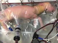 Ученые из США создали искусственную матку для выращивания недоношенных ягнят