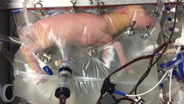 Ученые из США создали искусственную матку для выращивания недоношенных ягнят 