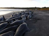 Ученые выяснили причины массовых убийств китообразных