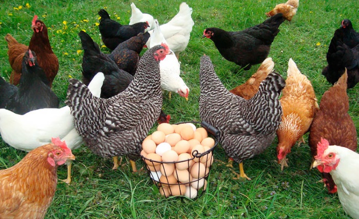 Украина заняла десятое место в топ-10 производителей яиц в мире