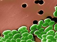 Устойчивые к антибиотикам бактерии уже распространились по всему миру, – ученые