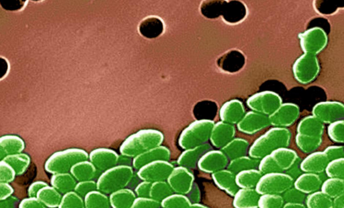 Устойчивые к антибиотикам бактерии уже распространились по всему миру, - ученые