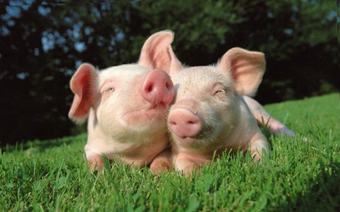 В Беларуси ввели ограничения на импорт свинины из Украины