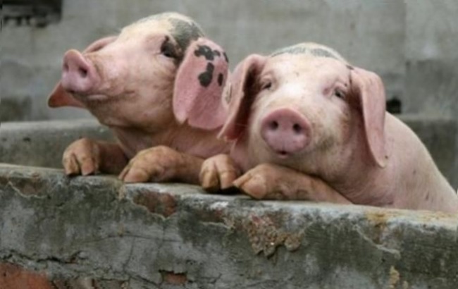 В Беларуси запретили импорт свинины из Черниговской области из-за чумы свиней