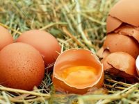 В Евросоюзе из магазинов отзывают миллионы яиц