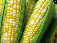 В Германии разрешено выращивание ГМО кукурузы