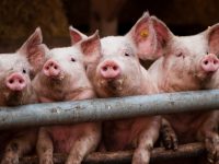 В Госпотребслужбе назвали причины распространения африканской чумы свиней