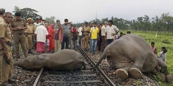 В Индии пять слонов сбил поезд