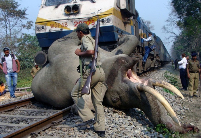 В Индии пять слонов сбил поезд