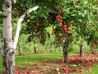 В Малайзии решили покупать украинские помидоры и яблоки