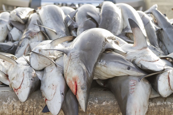  В Мексике на шоссе выбросили 300 мертвых акул