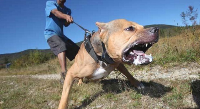 В России предлагают ввести "ОСАГО" для владельцев бойцовых собак