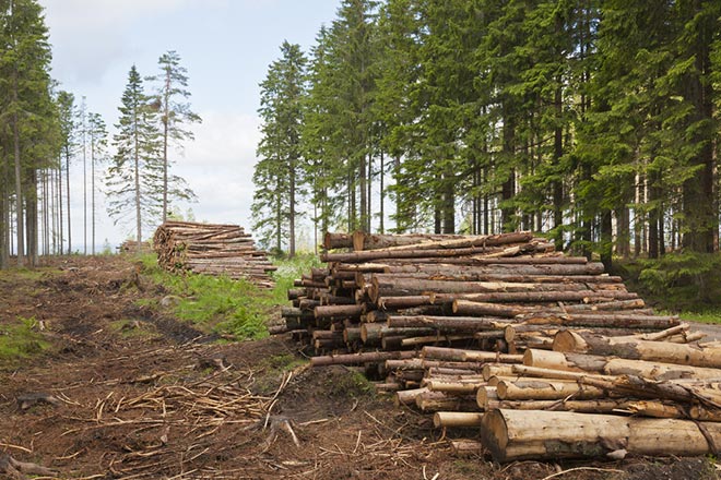 В Украине снизилась незаконная вырубка лесов