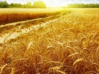 В Украине сокращаются запасы пшеницы