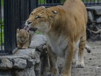 В зоопарке штата Оклахома родились первые в мире лилигры мужского пола (видео)
