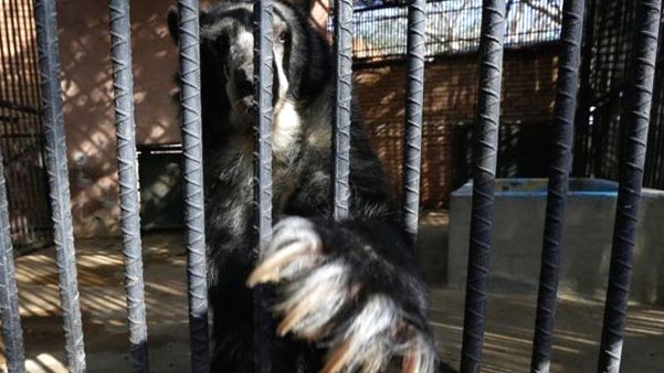 В зоопарках Венесуэлы животные умирают от голода