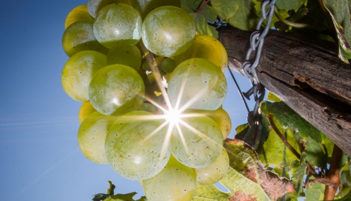 Виноделие Европы сталкивается с кризисом изменения климата