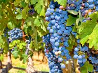 Виноделы Франции собрали наименьший урожай за последние 60 лет