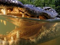 Во Флориде десятилетняя девочка разжала челюсти аллигатора, чтобы спасти свою ногу
