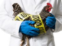 Вспышка птичьего гриппа в Германии: убито более 500 000 инфицированных птиц