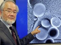 Японец Есинори Осуми стал лауреатом Нобелевской премии по медицине