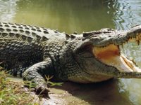Журналист Financial Times погиб в результате нападения крокодила