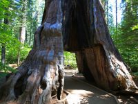 Зимняя буря завалила знаменитое дерево-туннель в Калифорнии